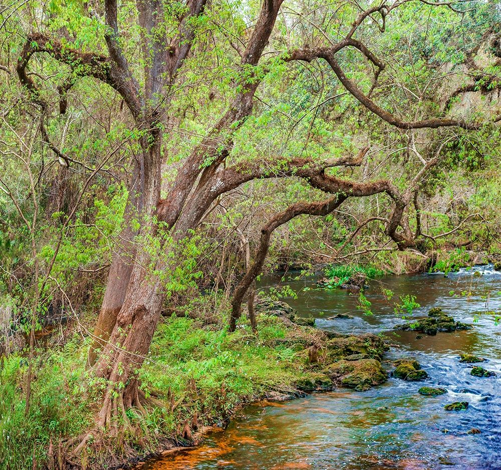 Harrison River State Park-Florida art print by Tim Fitzharris for $57.95 CAD