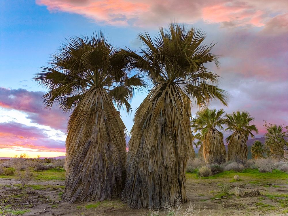 Fan Palms-Anza Borrego Desert-California art print by Tim Fitzharris for $57.95 CAD