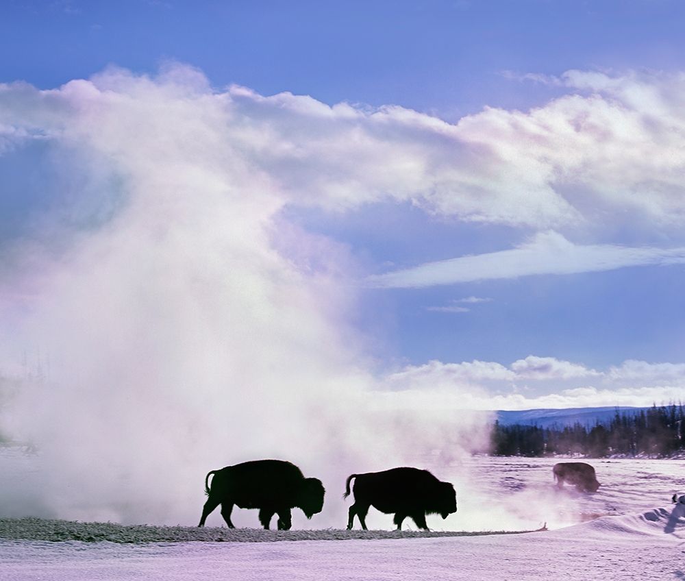 Bison at a Hot Spring-Yellowstone National Park-Wyoming art print by Tim Fitzharris for $57.95 CAD