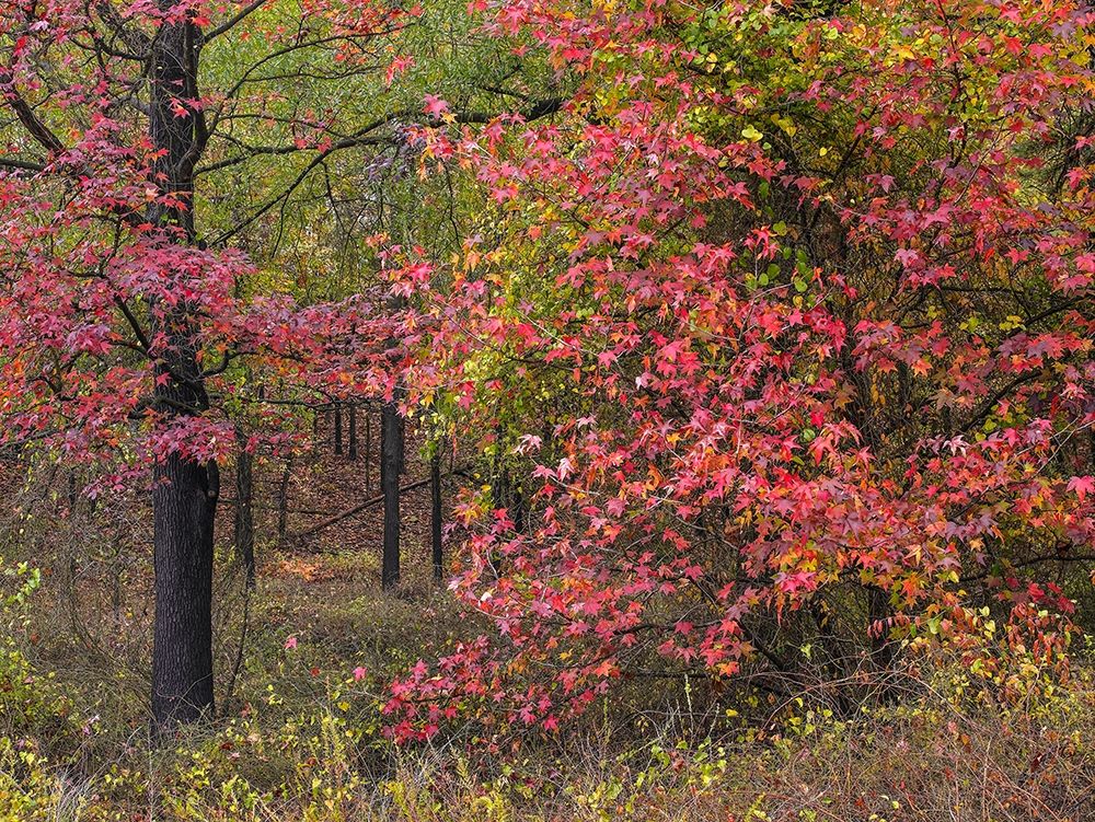 Sweetgum in autumn at Gillham Lake-Arkansas art print by Tim Fitzharris for $57.95 CAD