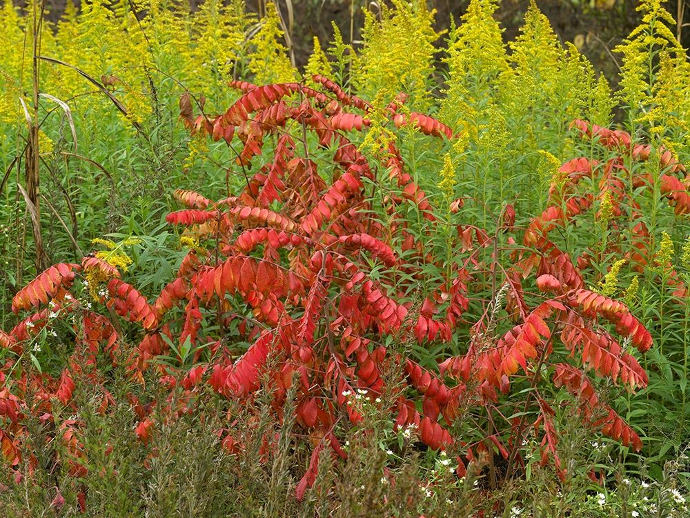 Sumac and Goldenrods near DeQueen-Arkansas art print by Tim Fitzharris for $57.95 CAD