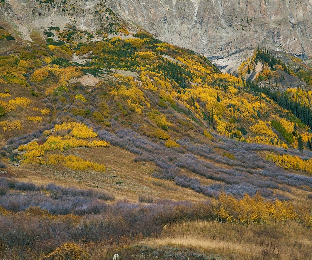 Sub-alpine Forest-Gothic Mountain-Colorado art print by Tim Fitzharris for $57.95 CAD