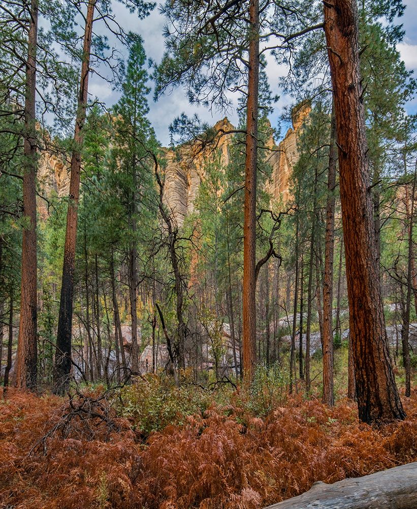 Coconino National Forest from West Fork Trail near Sedona-Arizona art print by Tim Fitzharris for $57.95 CAD
