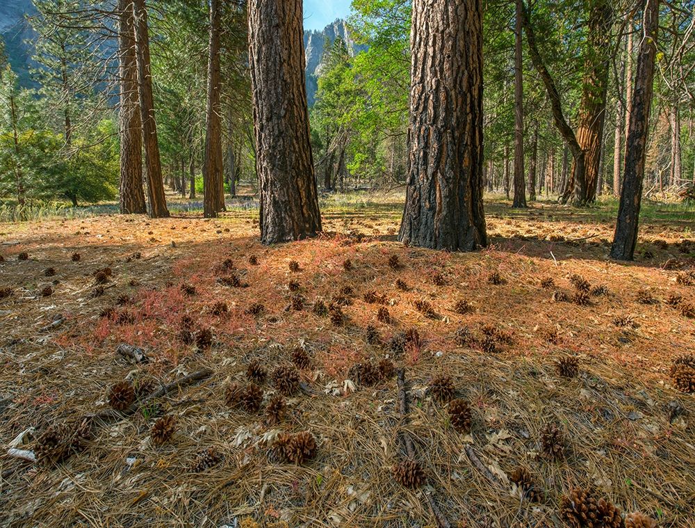 Pine Forest-Yosemite Valley-Yosemite National Park-California-USA art print by Tim Fitzharris for $57.95 CAD
