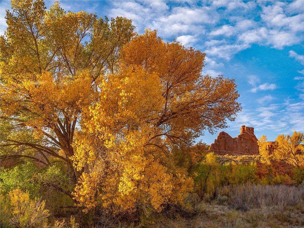 Courthouse Towers from Courthouse Wash-Arches National Park-Utah art print by Tim Fitzharris for $57.95 CAD
