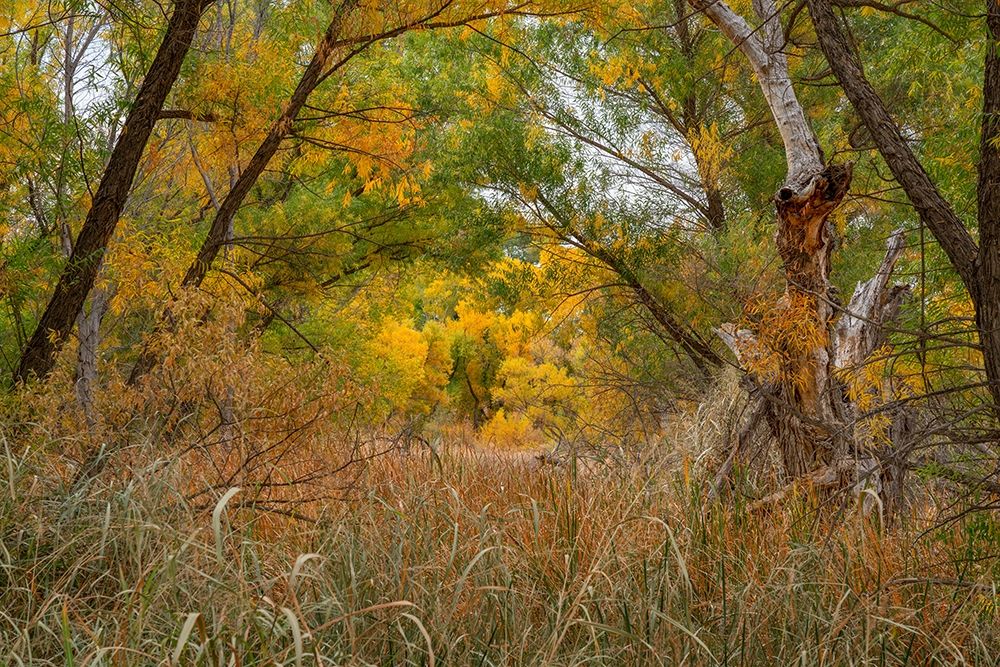 Verde River Valley-Dead Horse Ranch State Park-Arizona-USA art print by Tim Fitzharris for $57.95 CAD