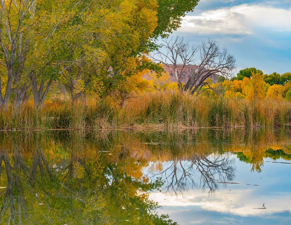 Lagoon Reflection-Dead Horse Ranch State Park-Arizona-USA art print by Tim Fitzharris for $57.95 CAD