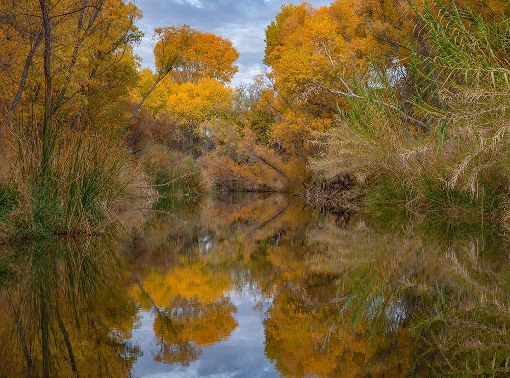 Lagoon Reflection-Dead Horse Ranch State Park-Arizona-USA art print by Tim Fitzharris for $57.95 CAD
