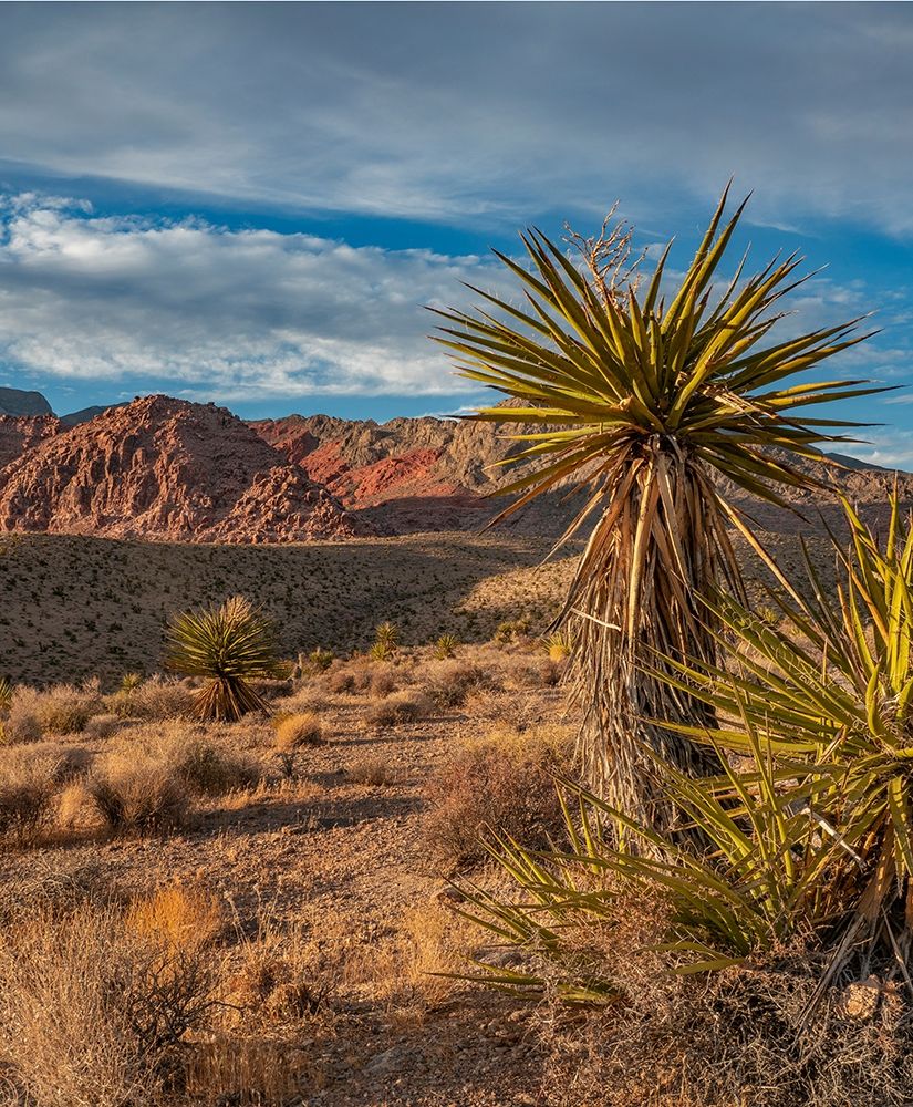 Red Rock Canyon National Conservation Area near Las Vegas-Nevada art print by Tim Fitzharris for $57.95 CAD