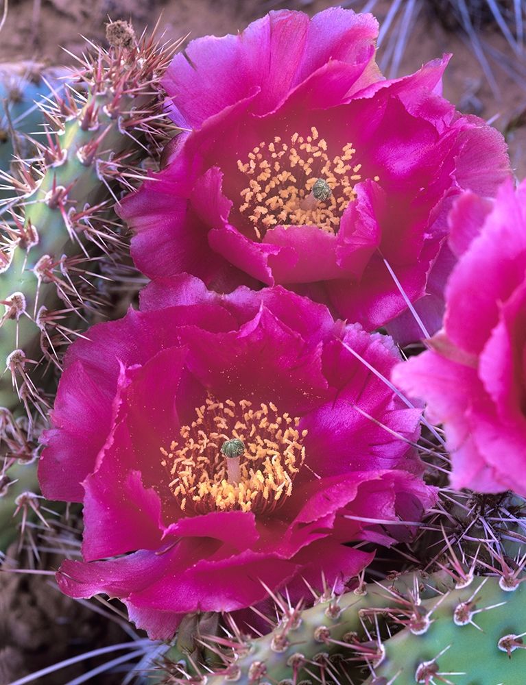 Grizzly Bear Cactus in Bloom art print by Tim Fitzharris for $57.95 CAD