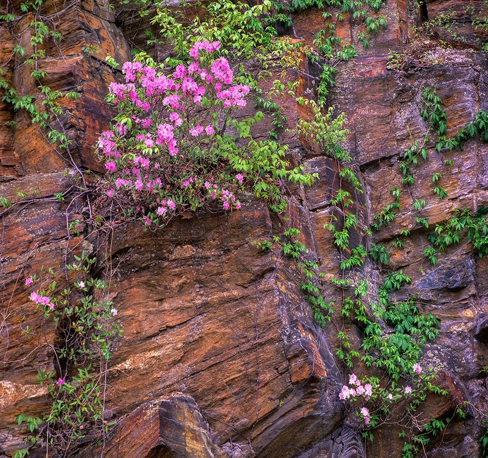 Rhododendron in bloom art print by Tim Fitzharris for $57.95 CAD