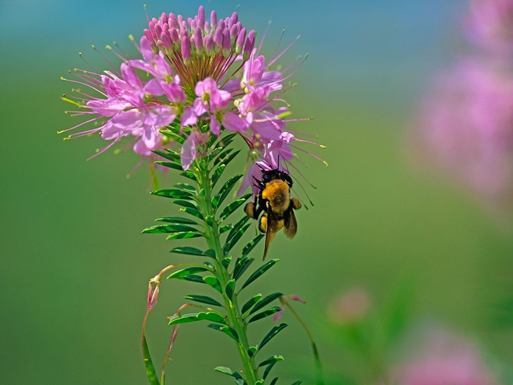 Bumble Bee Hangong on Rock Mountain Beeplant art print by Tim Fitzharris for $57.95 CAD