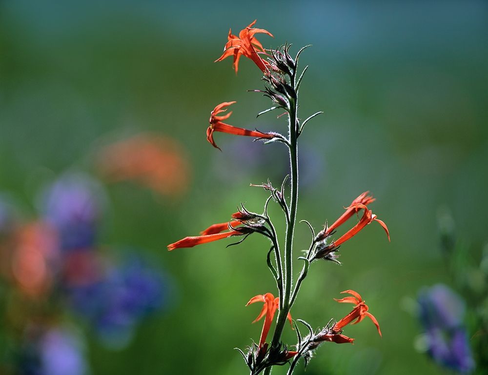 Scarlet Trumpets art print by Tim Fitzharris for $57.95 CAD