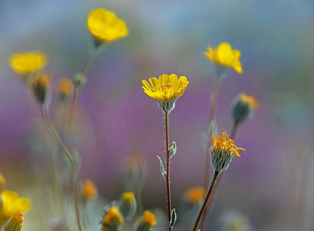 Desert Sunflowers art print by Tim Fitzharris for $57.95 CAD