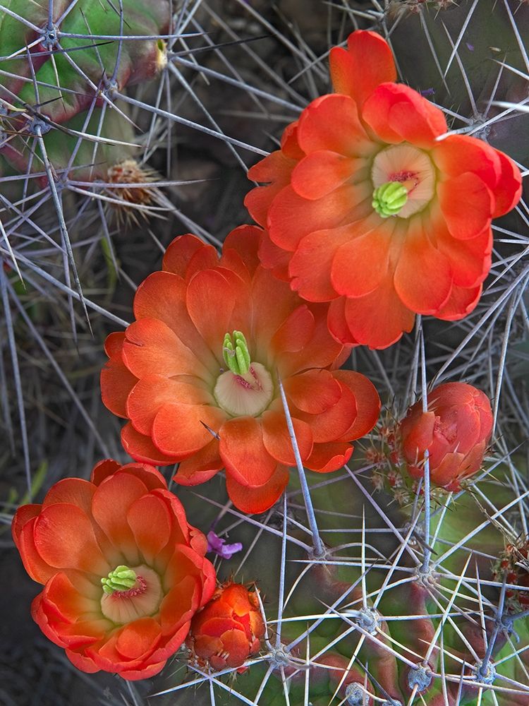 Claret Cup Cactus art print by Tim Fitzharris for $57.95 CAD