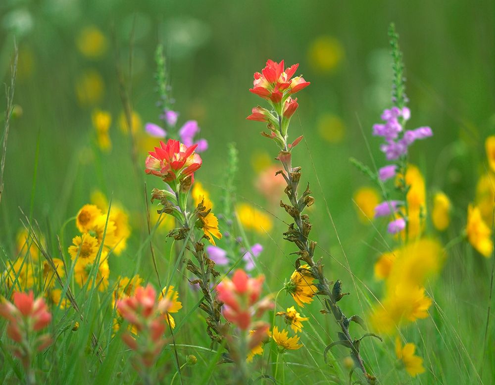 Indian Paintbrushes with Coreopsis and Hairy Beartoungue Penstemon art print by Tim Fitzharris for $57.95 CAD