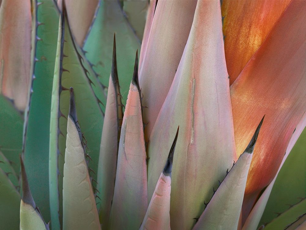 Havard Agave art print by Tim Fitzharris for $57.95 CAD