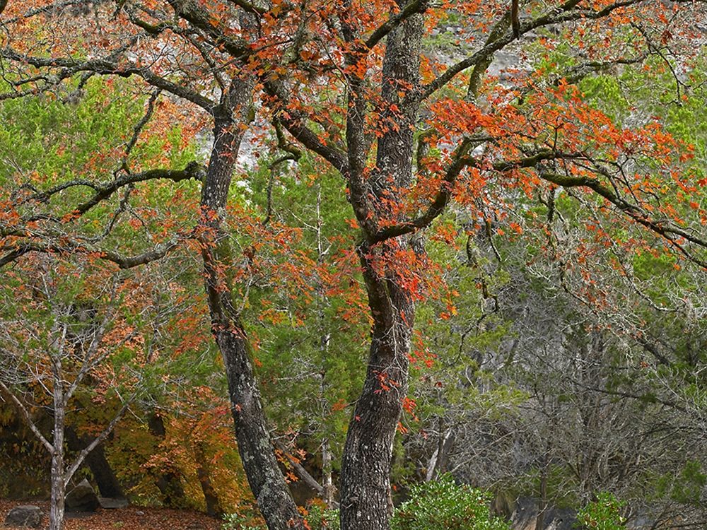 Lost Maples State Park-Texas art print by Tim Fitzharris for $57.95 CAD