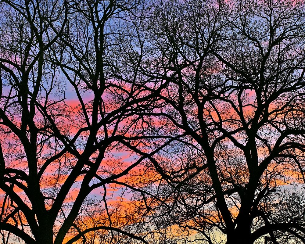 Cottonwood Tree at Sunset art print by Tim Fitzharris for $57.95 CAD