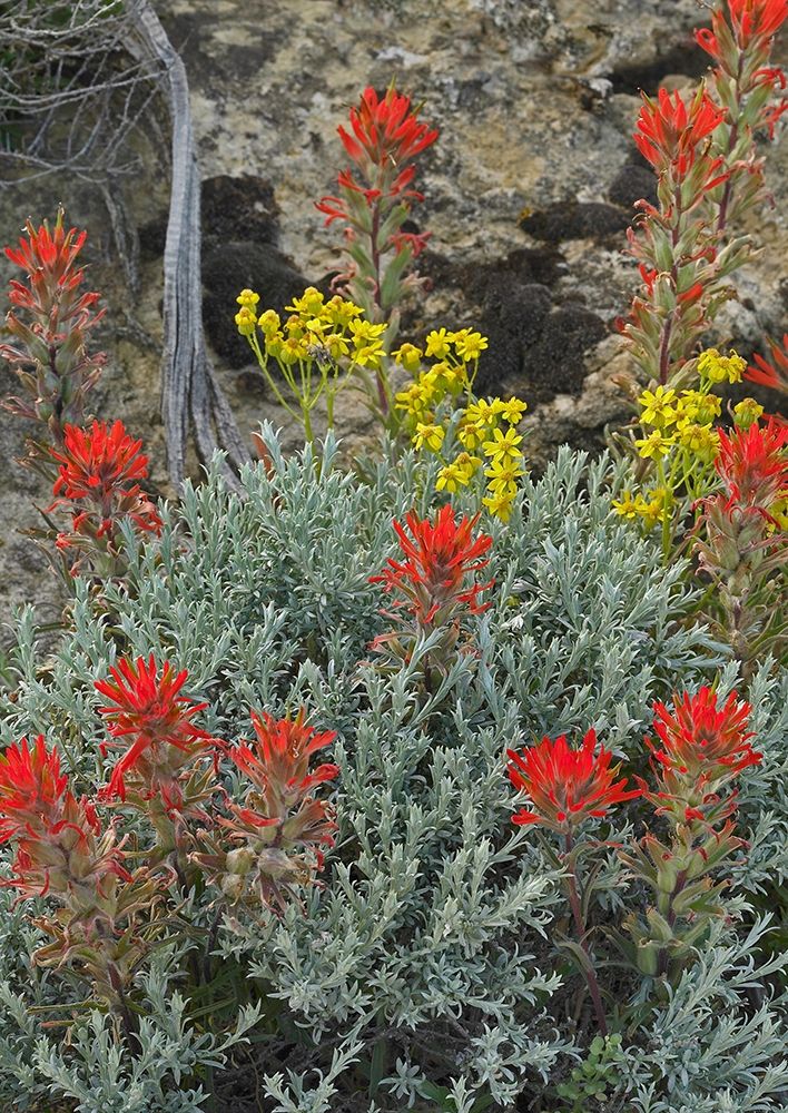 Indian Paintbrush II art print by Tim Fitzharris for $57.95 CAD
