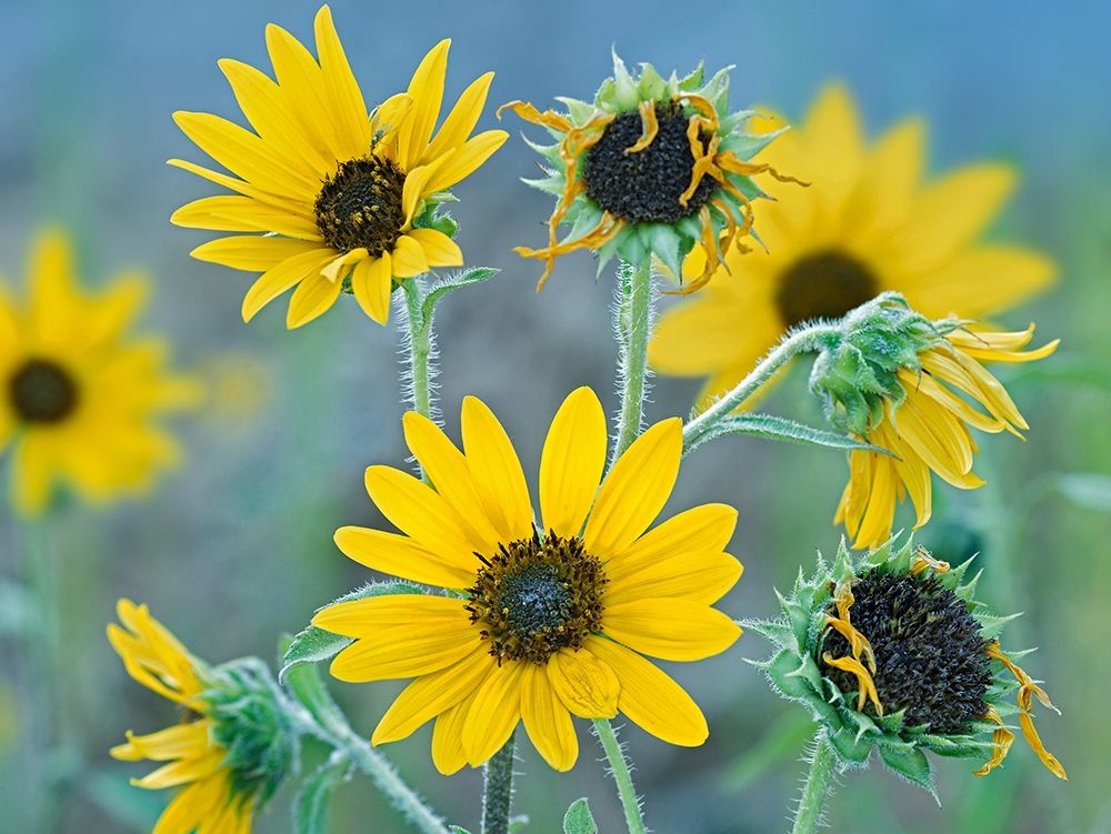 Priarie Sunflowers I art print by Tim Fitzharris for $57.95 CAD