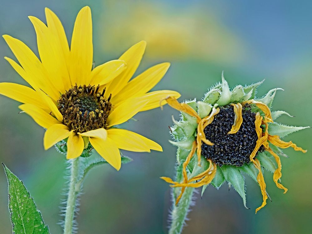 Priarie Sunflowers II art print by Tim Fitzharris for $57.95 CAD
