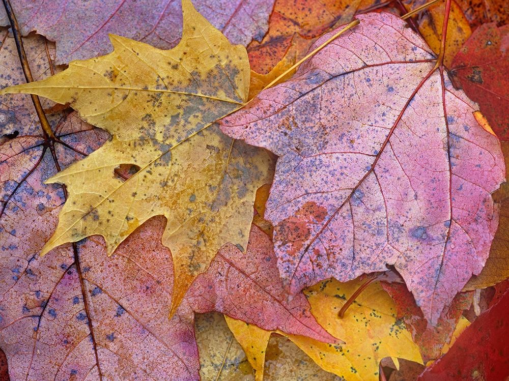 Sugar and Red Maple Leaves art print by Tim Fitzharris for $57.95 CAD