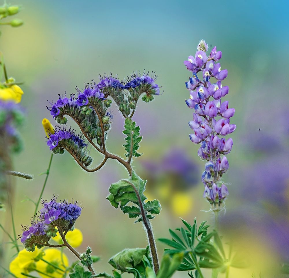 Blue Phacelia and Desert Lupine art print by Tim Fitzharris for $57.95 CAD
