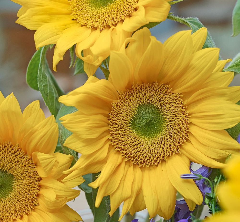 Sunflowers art print by Tim Fitzharris for $57.95 CAD