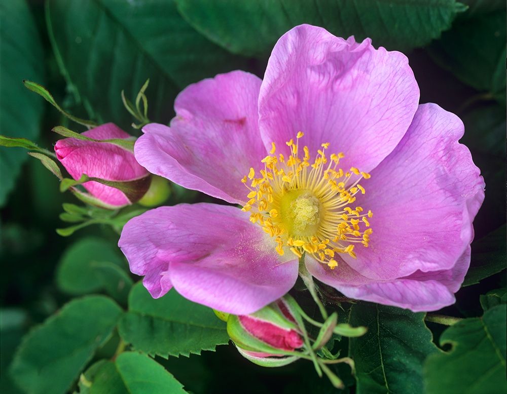 Wild Rose art print by Tim Fitzharris for $57.95 CAD