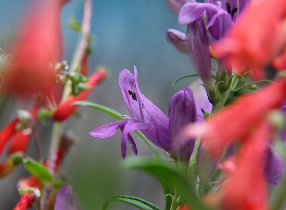 Rocky Mountain and Firecracker Penstemons art print by Tim Fitzharris for $57.95 CAD