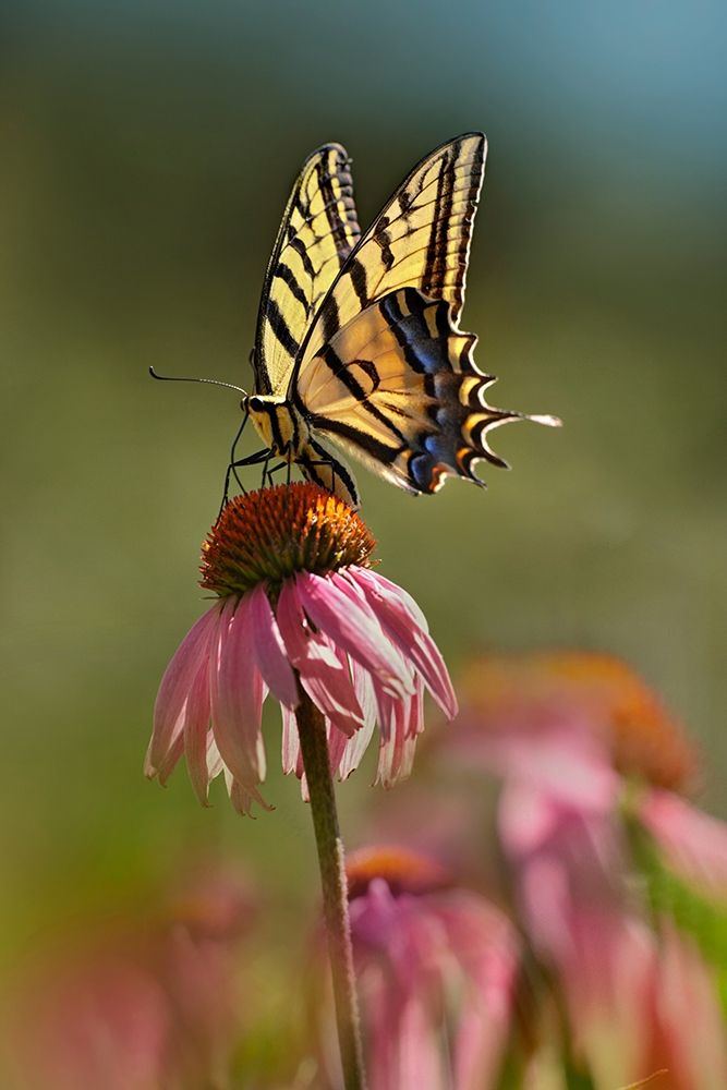 Two Tailed Swallowtail Butterfly on Purple Coneflower art print by Tim Fitzharris for $57.95 CAD
