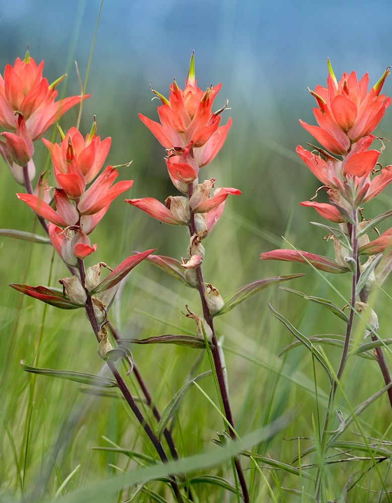 Indian Paintbrushes art print by Tim Fitzharris for $57.95 CAD