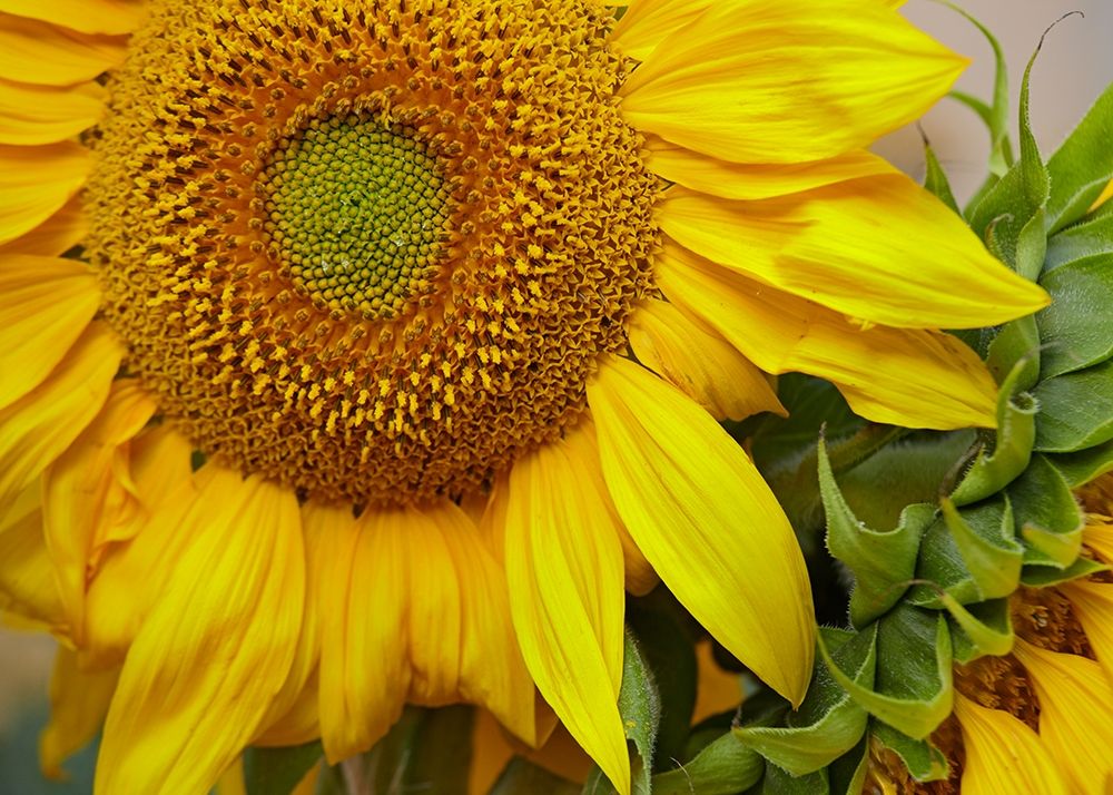 Sunflowers art print by Tim Fitzharris for $57.95 CAD