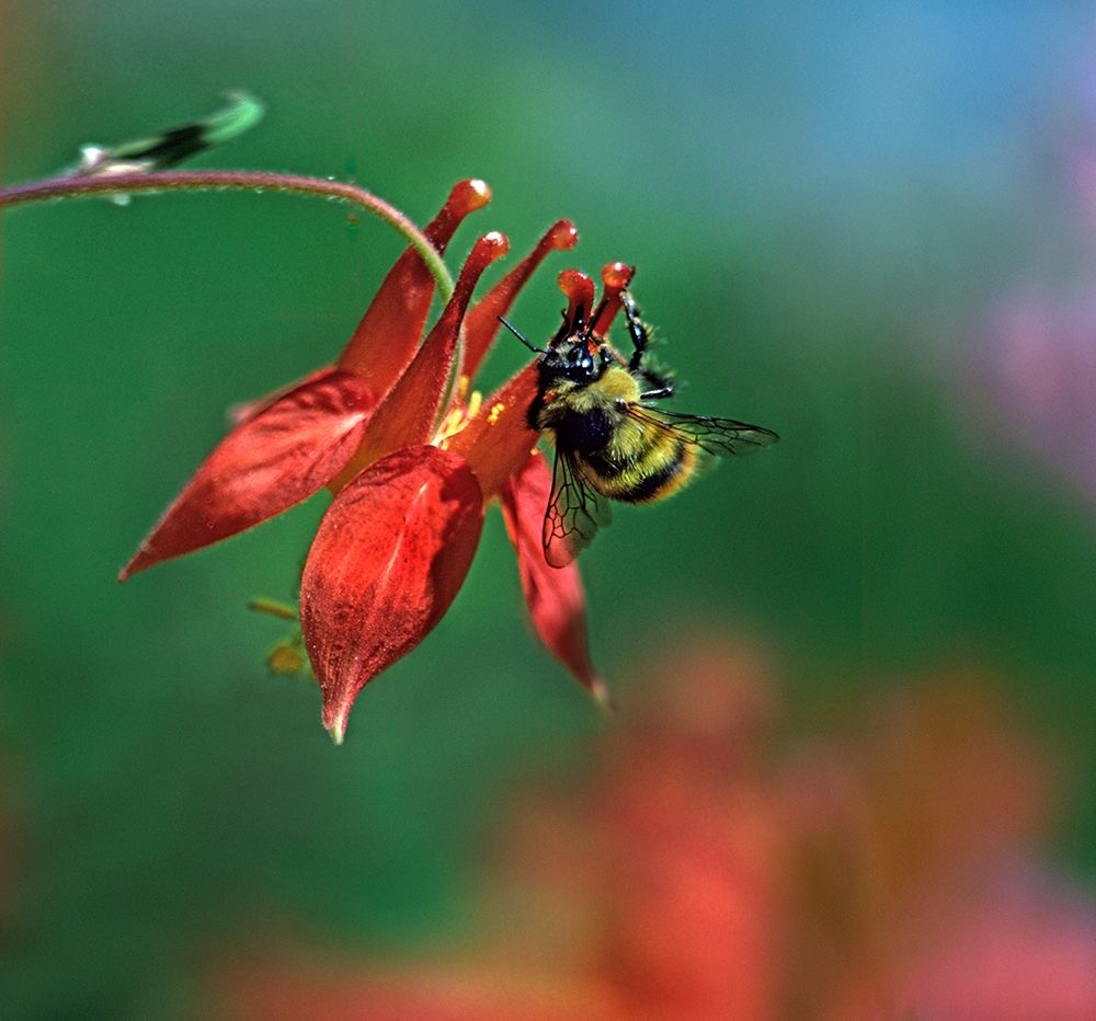 Bee on Wild Columbine art print by Tim Fitzharris for $57.95 CAD