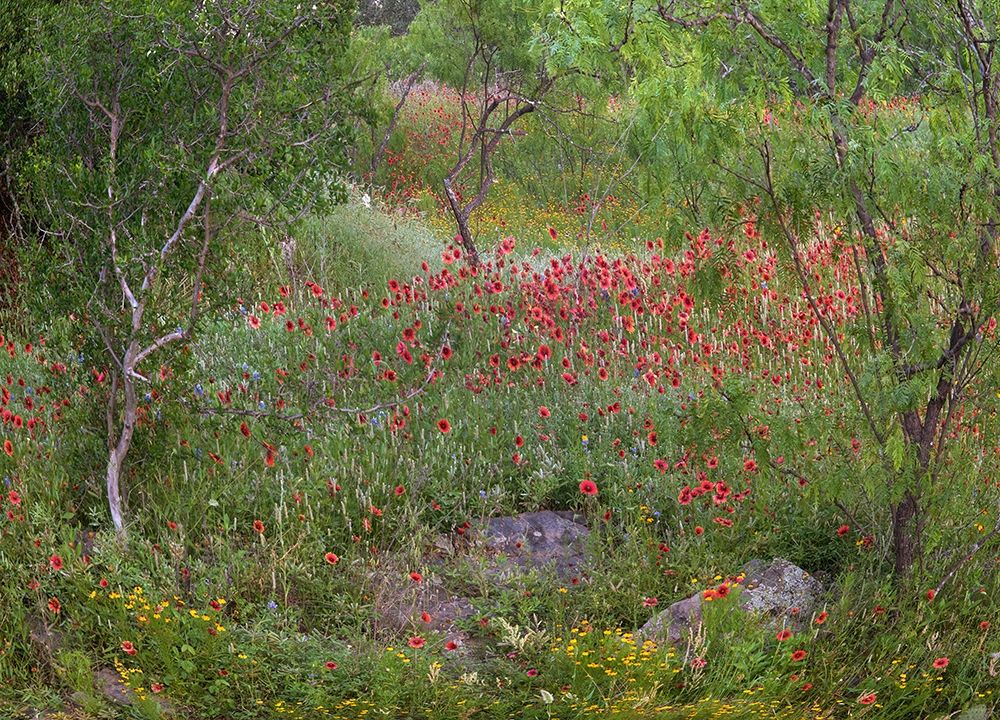 Wildflowers along White Creek art print by Tim Fitzharris for $57.95 CAD