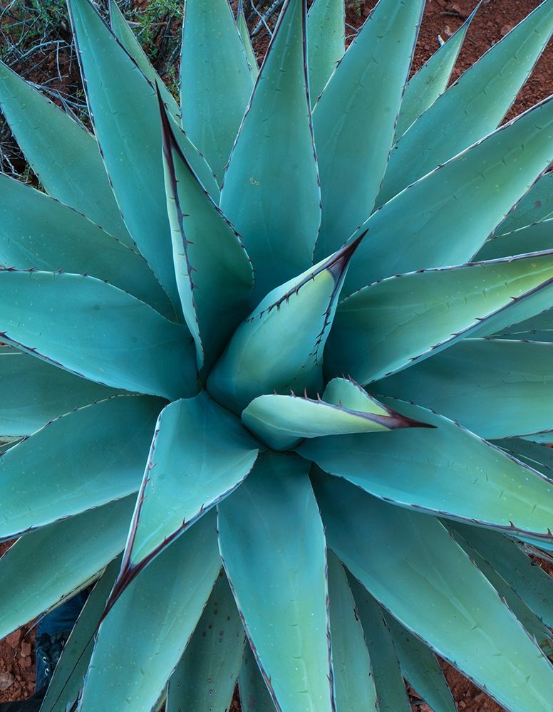 Agave art print by Tim Fitzharris for $57.95 CAD