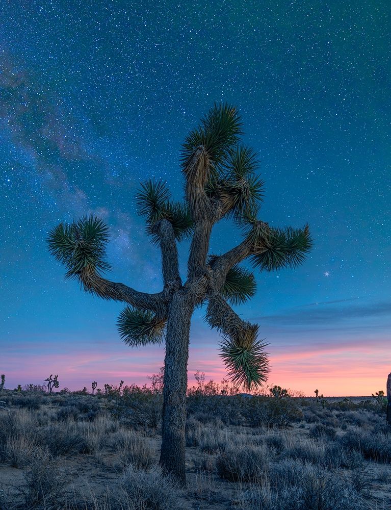 Milky Way at Joshua Tree National Park art print by Tim Fitzharris for $57.95 CAD