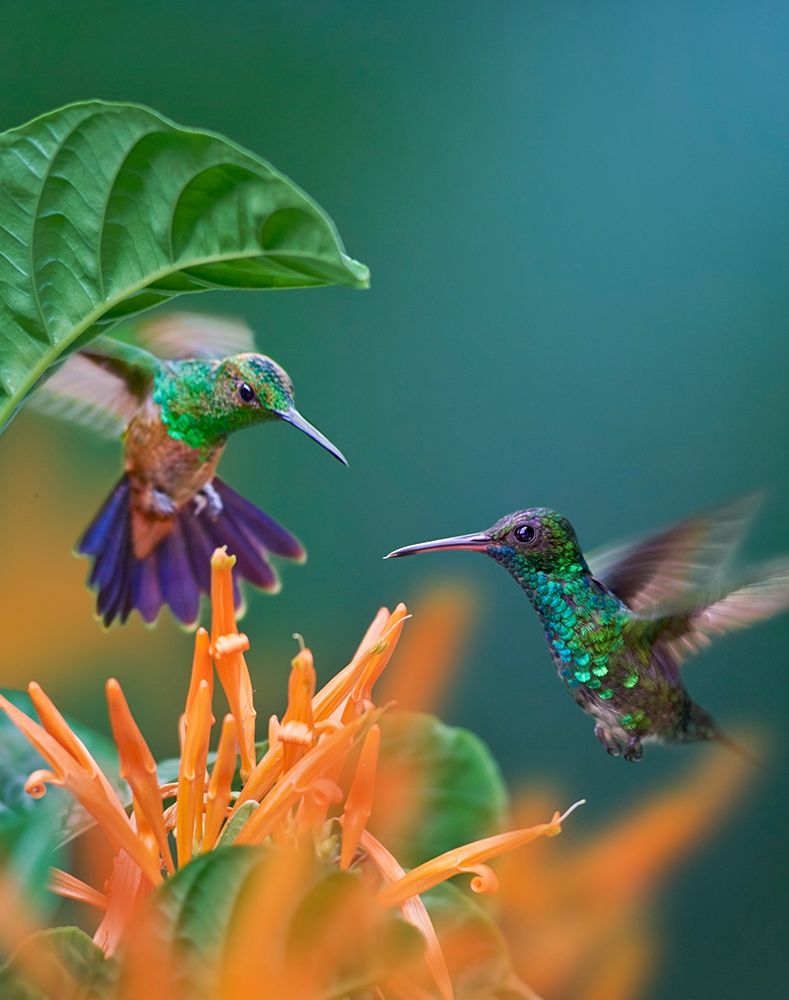 Blue Chinned Sapphire and Copper-Rumped Hummingbirds art print by Tim Fitzharris for $57.95 CAD