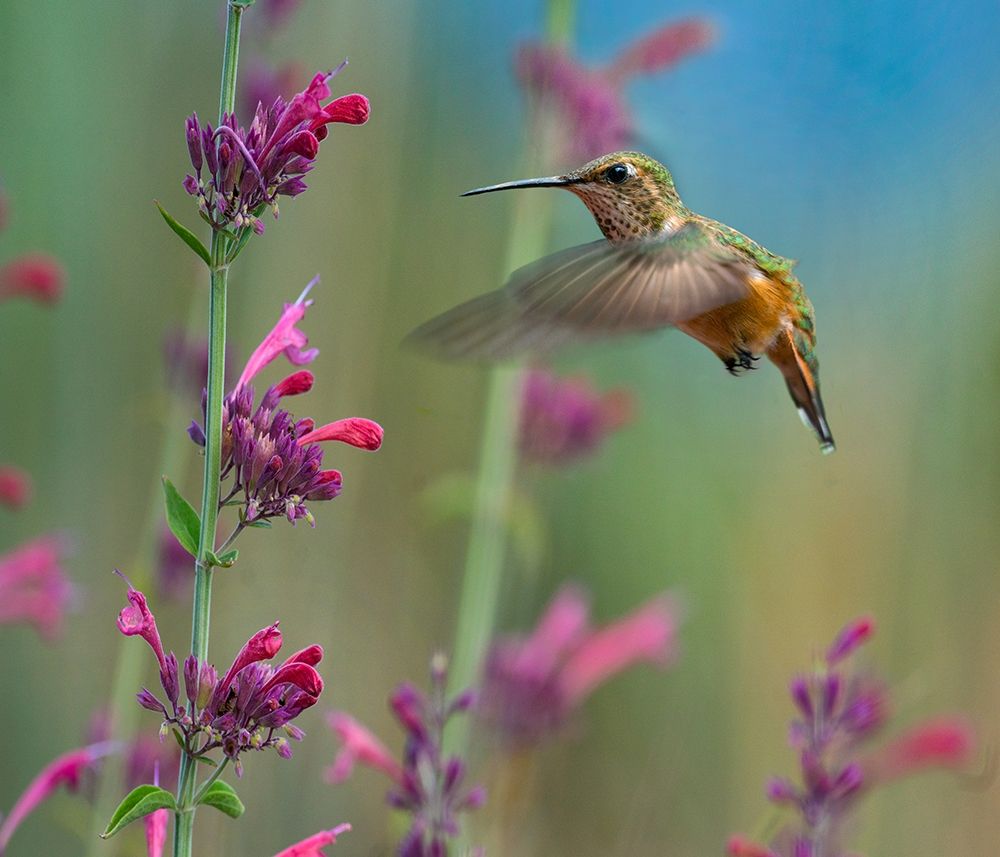 Broad Tailed Hummingbirds art print by Tim Fitzharris for $57.95 CAD