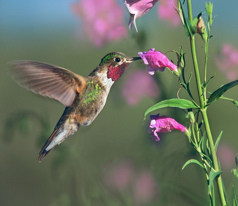 Broad Tailed Hummingbird at Penstemon art print by Tim Fitzharris for $57.95 CAD
