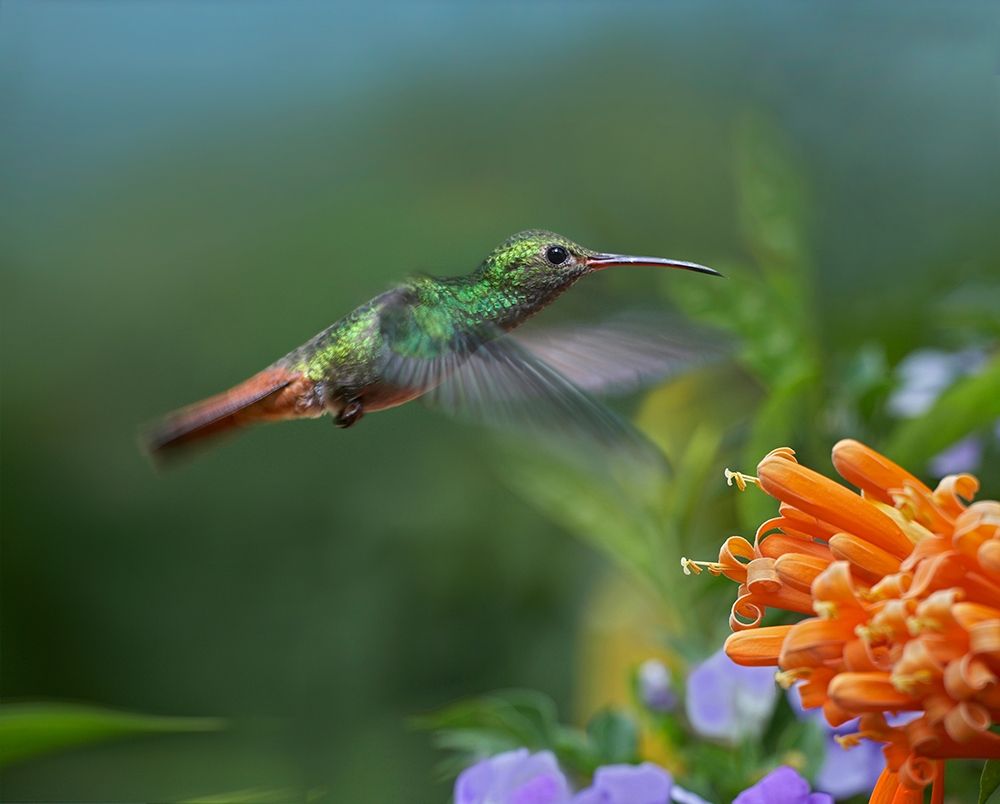 Rufous Tailed Hummingbird at Flame Vine art print by Tim Fitzharris for $57.95 CAD