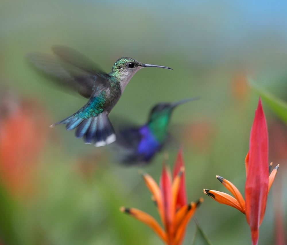 Crowned Woodnymph Hummingbirds art print by Tim Fitzharris for $57.95 CAD