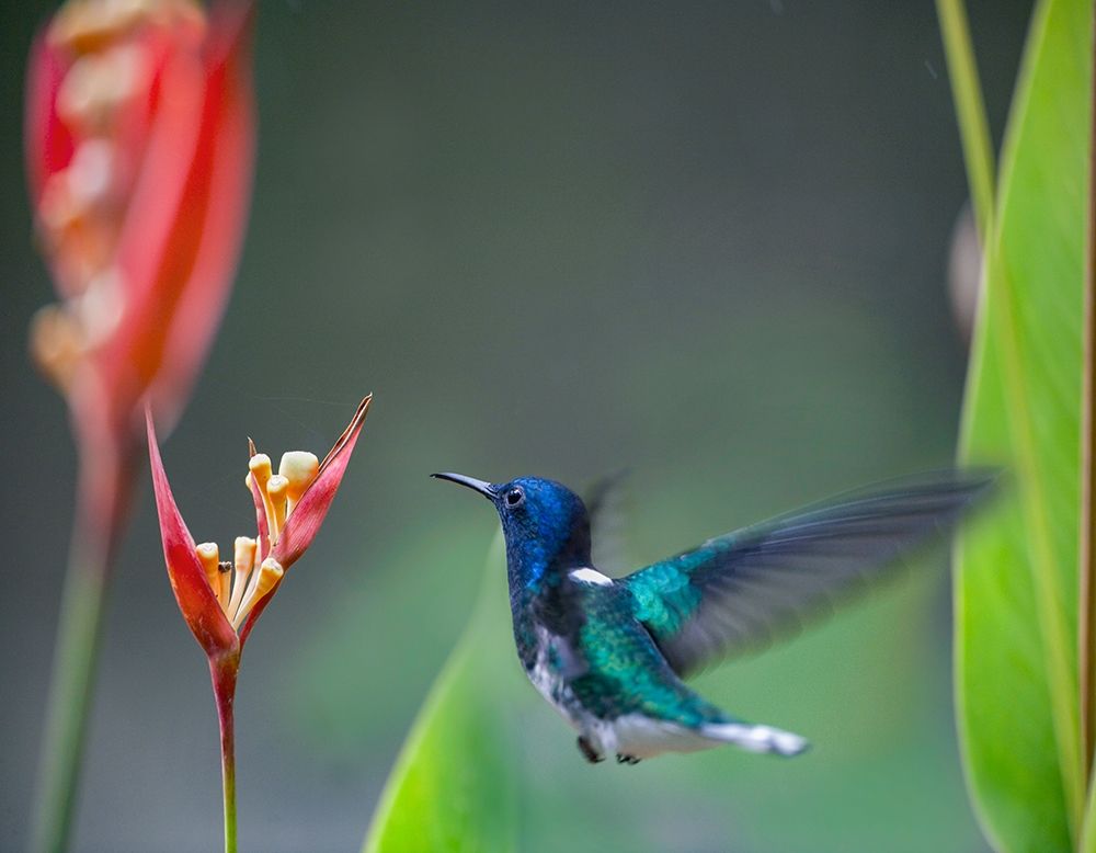 White Necked Jacobin Hummingbird art print by Tim Fitzharris for $57.95 CAD