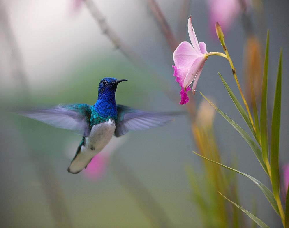 White Necked Jacobin Hummingbird art print by Tim Fitzharris for $57.95 CAD