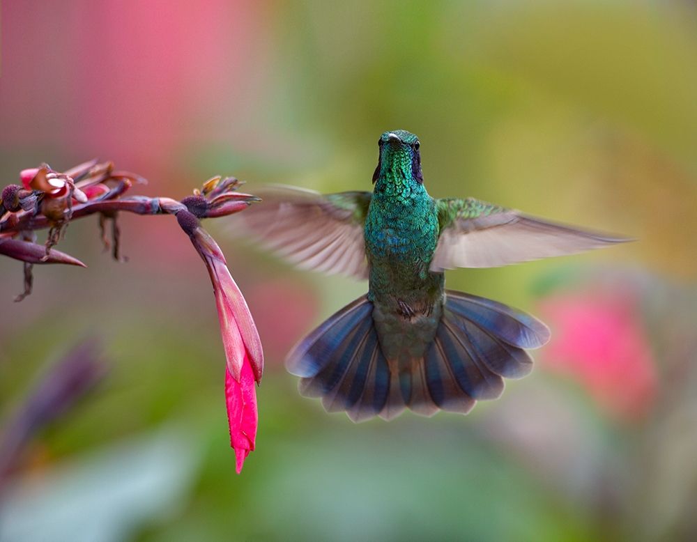 Green Violet T-Ear Hummingbird art print by Tim Fitzharris for $57.95 CAD