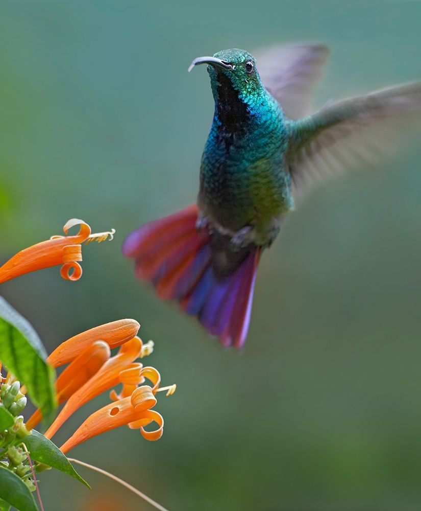 Green Breasted Mango Hummingbird at Flame Vine art print by Tim Fitzharris for $57.95 CAD