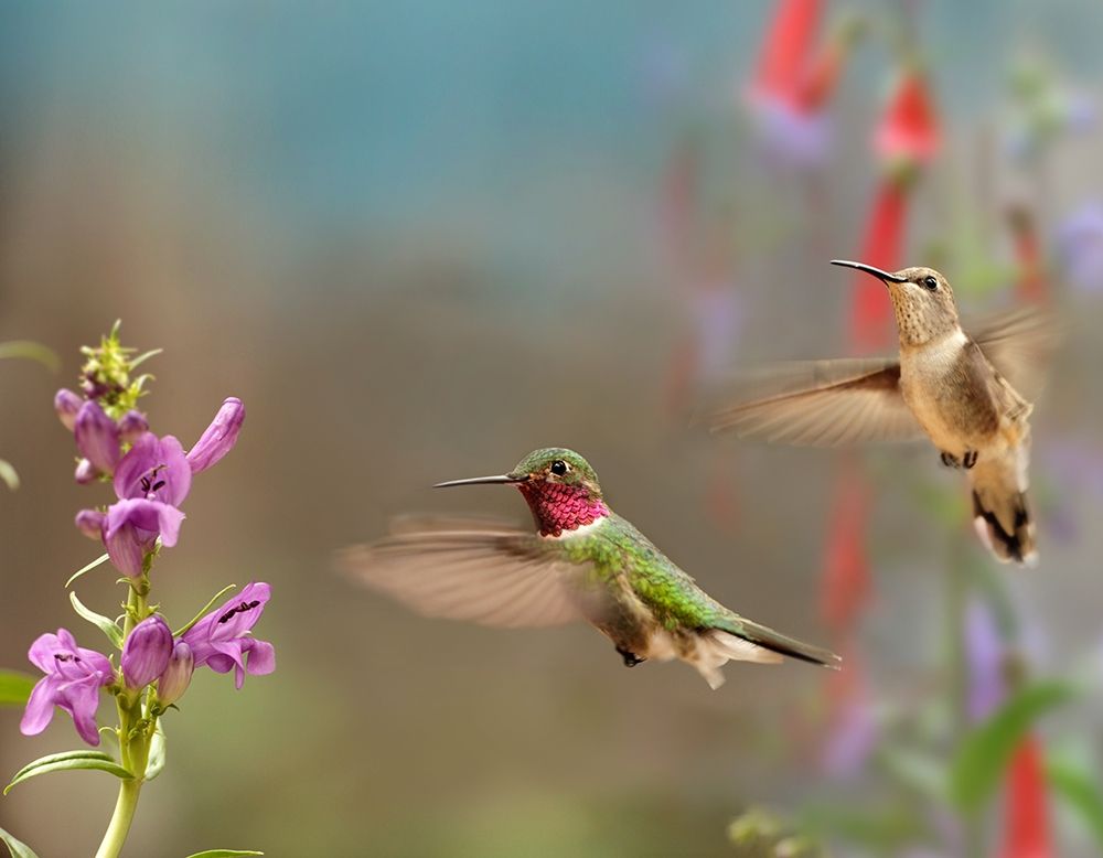 Broad Tailed Hummingbirds art print by Tim Fitzharris for $57.95 CAD
