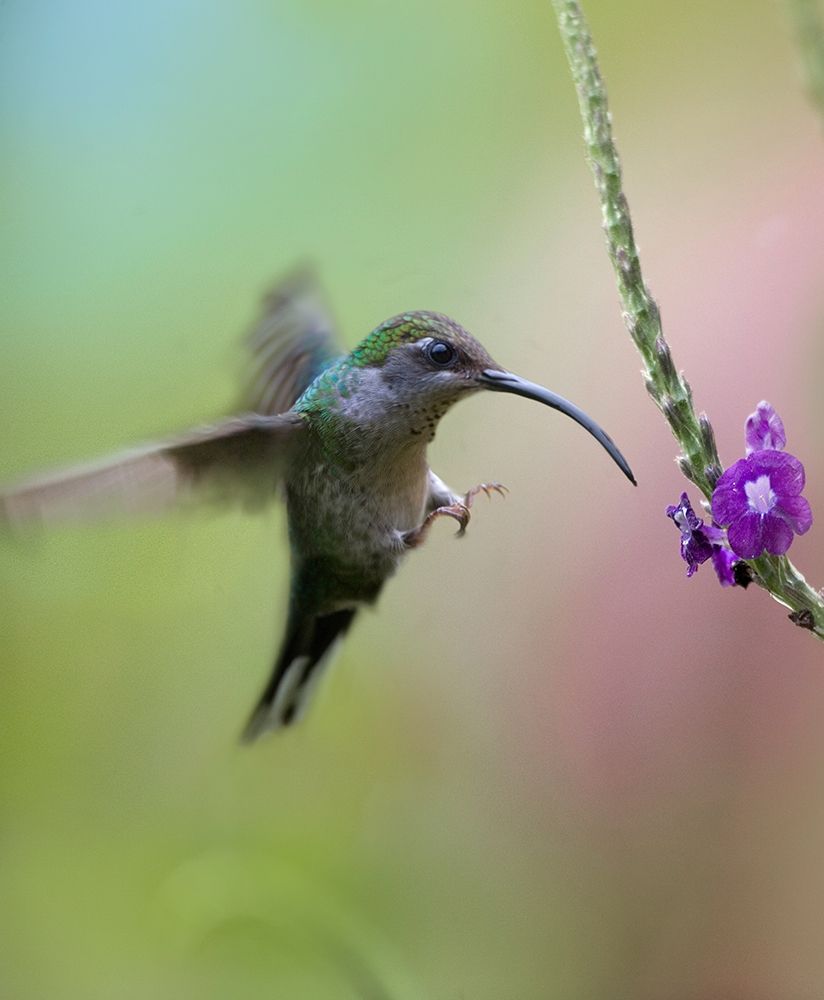 Violet Sabrewing Hummingbird Female art print by Tim Fitzharris for $57.95 CAD