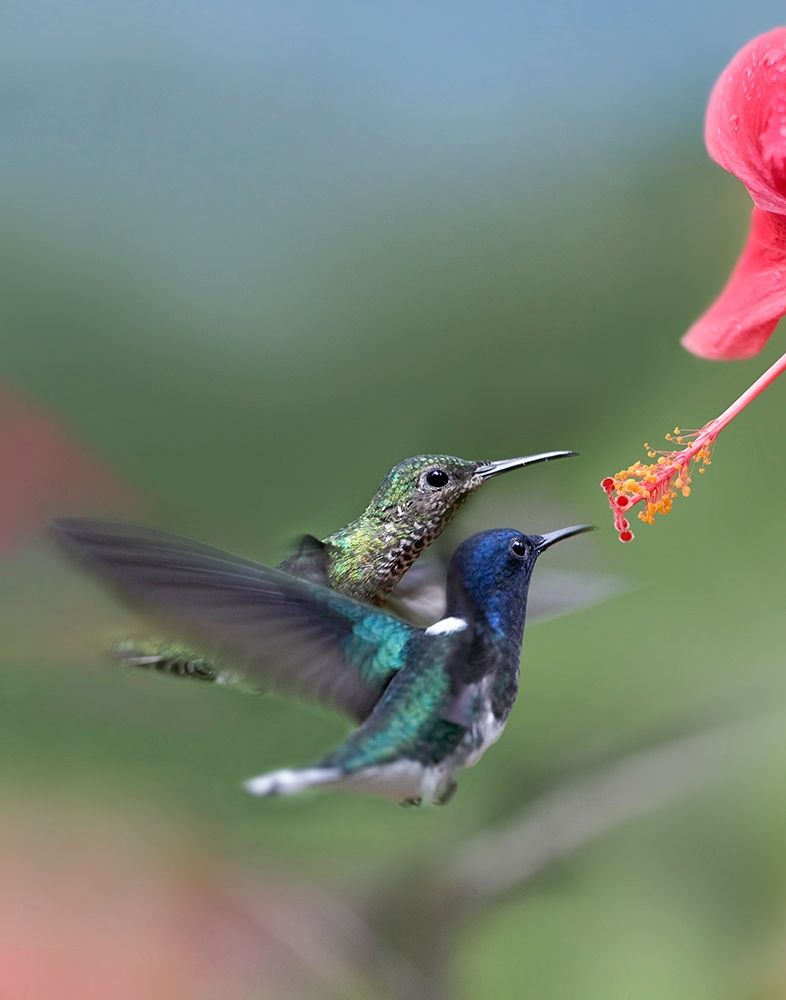 White Necked Jacobin Hummingbirds at Hibiscus art print by Tim Fitzharris for $57.95 CAD